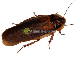 Argentiinan torakat (Blaptica dubia).