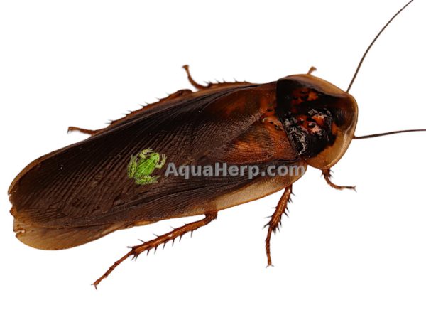 Argentiinan torakat (Blaptica dubia).