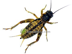 Jamaikan kenttäsirkka (Gryllus assimilis).