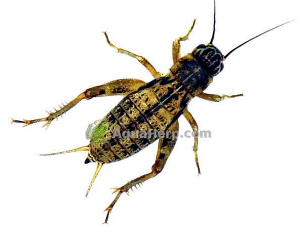 Jamaikan kenttäsirkka (Gryllus assimilis).