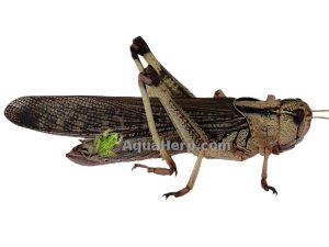 Kulkusirkka (Locusta migratoria).