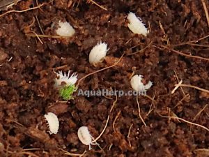 Siirat (Trichorhina tomentosa).