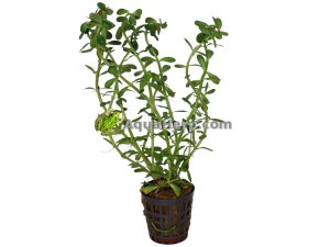 Rotala indica - Rotala
