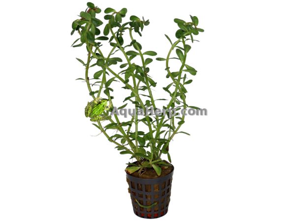 Rotala indica - Rotala
