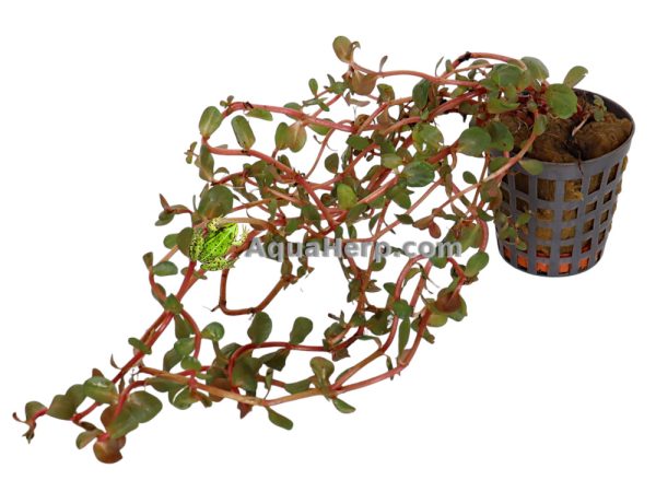 Rotala sp. “Orange Juice” - Rotala