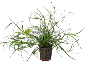 Juncus repens - Vihvilä