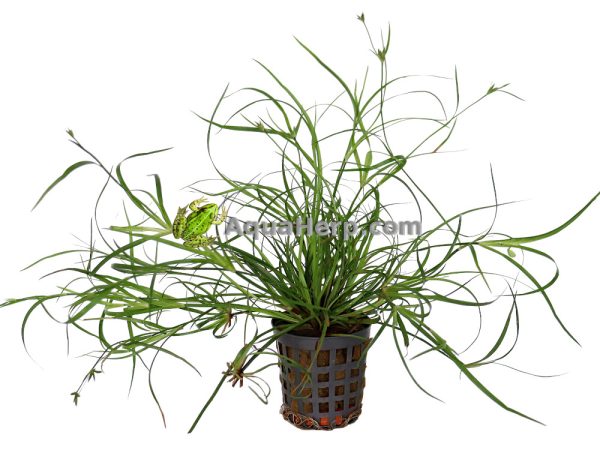 Juncus repens - Vihvilä