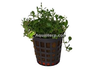 Glossostigma elatinoides - Kääpiökieli