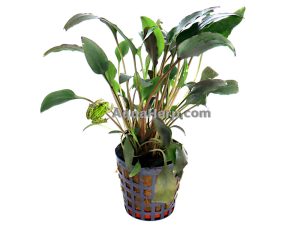 Cryptocoryne walkeri - Melalehti