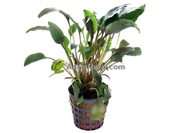 Cryptocoryne walkeri - Melalehti