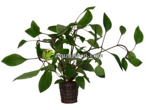 Hygrophila corymbosa - Jättiläisvesitähdikki