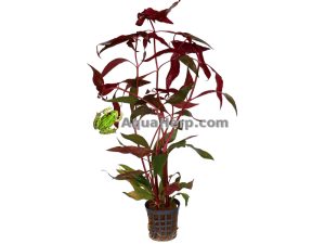 Alternanthera cardinalis “Variegata” - Papukaijalehti