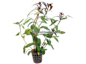 Ludwigia peruviana - Rusolehti