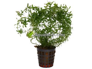 Rotala wallichii - Hapsurotala