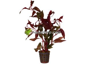 Alternanthera cardinalis - Papukaijalehti