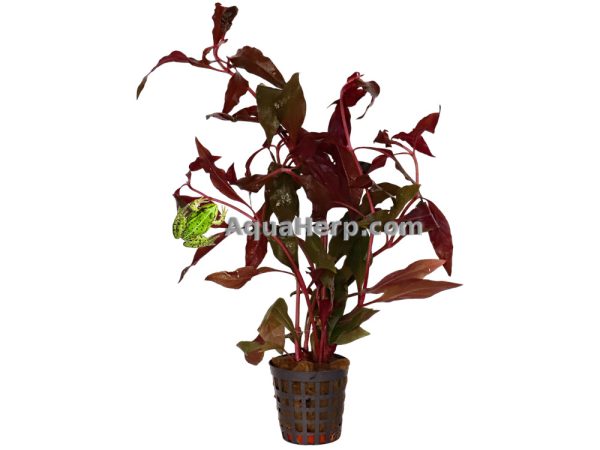 Alternanthera cardinalis - Papukaijalehti