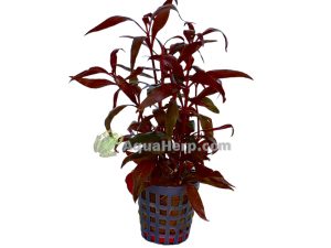 Alternanthera reineckii “Mini” - Papukaijalehti