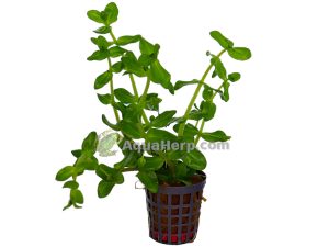 Bacopa amplexicaulis - Rasvalehti