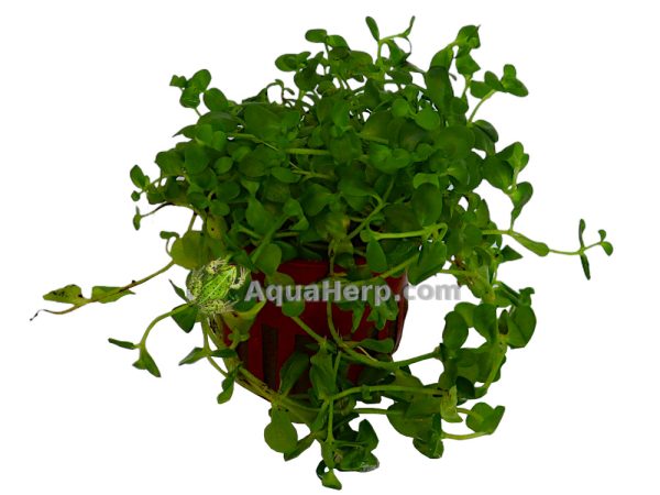Bacopa australis - Rasvalehti
