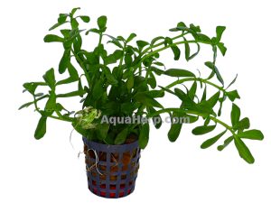 Bacopa monnieri “Compacta” - Rasvalehti