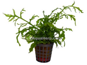 Ceratopteris thalicroides - Vesisaniainen