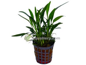Cryptocoryne amicorum - Melalehti
