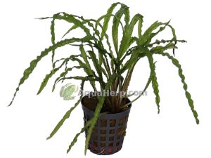 Cryptocoryne balansae - Melalehti