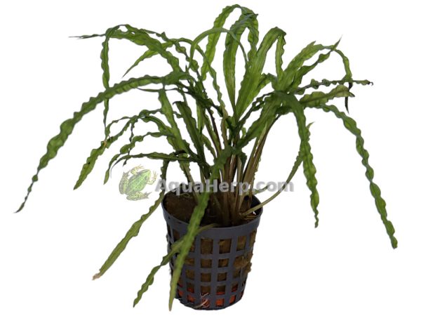 Cryptocoryne balansae - Melalehti