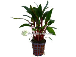 Cryptocoryne beckettii - Melalehti