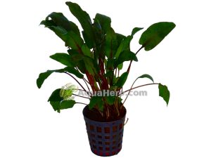 Cryptocoryne bullosa - Melalehti