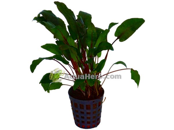 Cryptocoryne bullosa - Melalehti