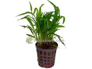Cryptocoryne costata - Melalehti