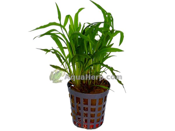 Cryptocoryne costata - Melalehti
