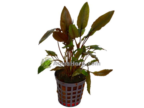 Cryptocoryne moehlmannii - Melalehti