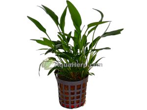 Cryptocoryne nevelli - Melalehti