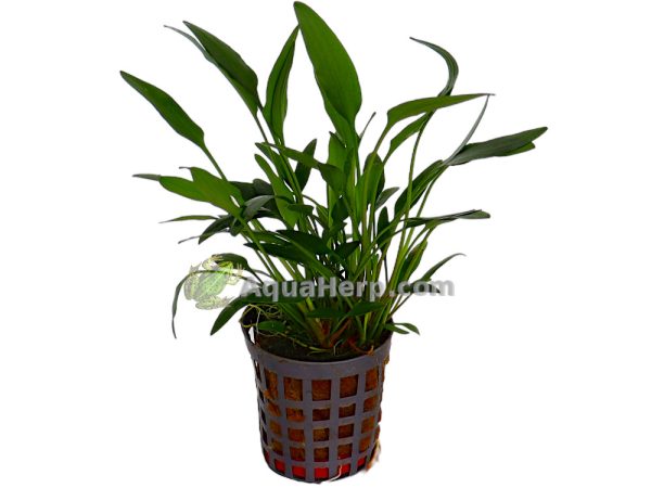 Cryptocoryne nevelli - Melalehti