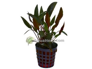 Cryptocoryne petchii - Melalehti