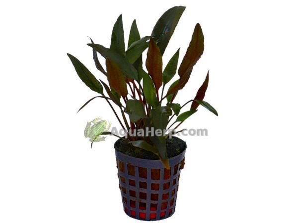Cryptocoryne petchii - Melalehti