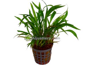 Cryptocoryne spiralis - Melalehti