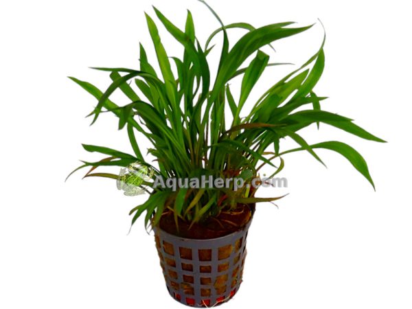 Cryptocoryne spiralis - Melalehti