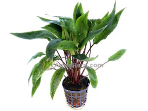 Cryptocoryne undulatus “Kasselman” - Melalehti
