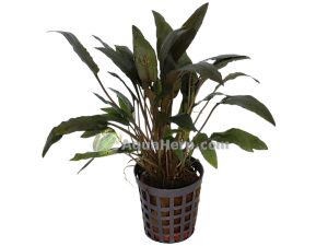 Cryptocoryne wendtii “Brown” - Melalehti