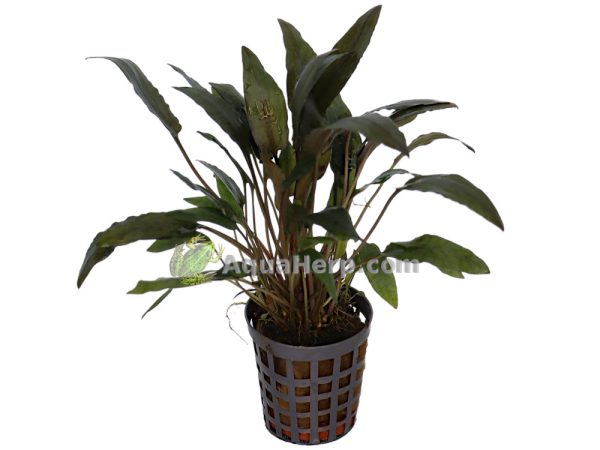 Cryptocoryne wendtii “Brown” - Melalehti