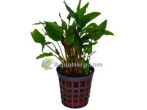 Cryptocoryne wendtii “Green” - Melalehti