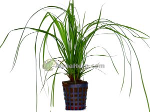 Cyperus helferii - Sarakaisla