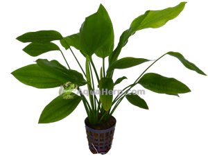 Echinodorus parviflorus - Miekkakasvi