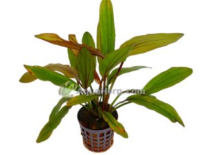 Echinodorus “Rose” - Miekkakasvi