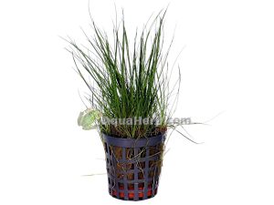Eleocharis acicularis - Neulaheinä