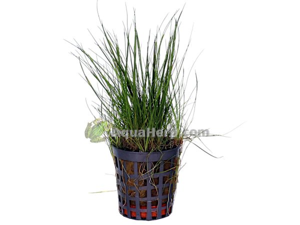 Eleocharis acicularis - Neulaheinä