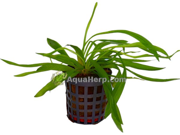 Helanthium bolivianum - Miekkakasvi
